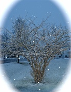 4th Feb 2012 - SNOW
