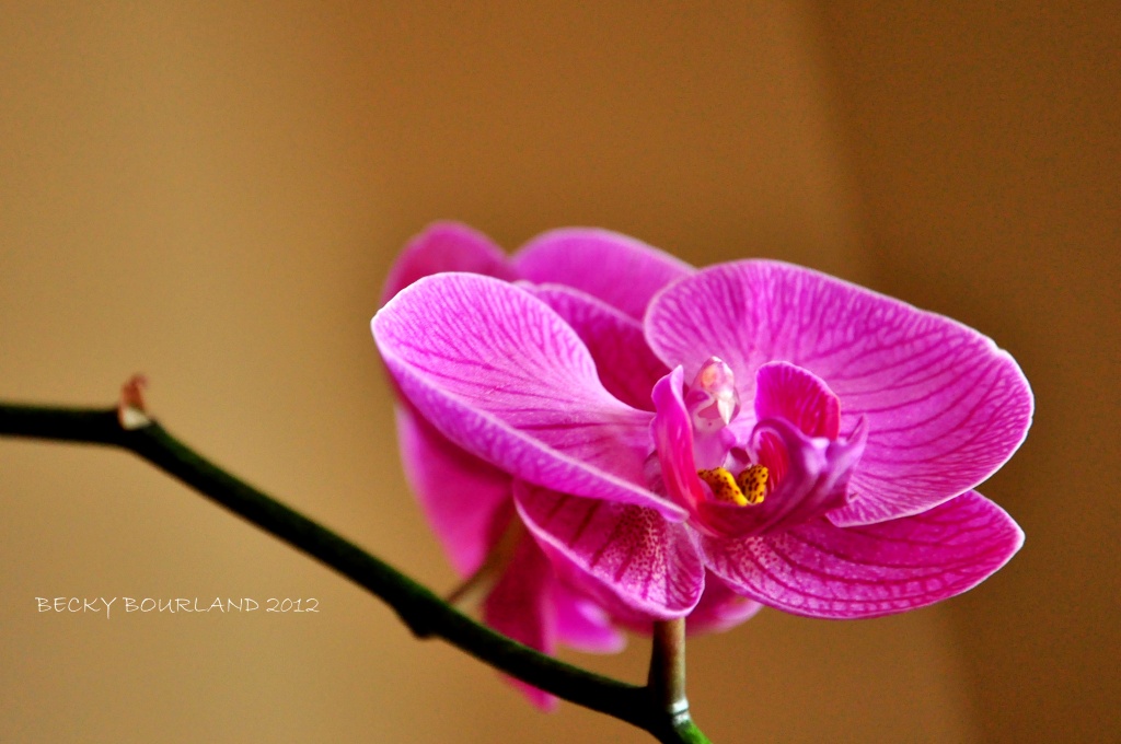 Barbie's Orchid by mamabec