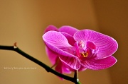 1st Feb 2012 - Barbie's Orchid