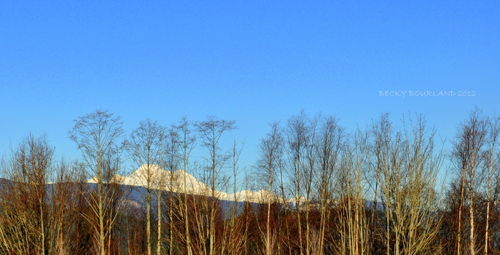 Mt. Baker Through The Trees by mamabec