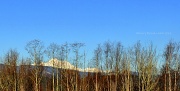 4th Feb 2012 - Mt. Baker Through The Trees
