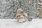 5th Feb 2012 - Swan in the snow ...