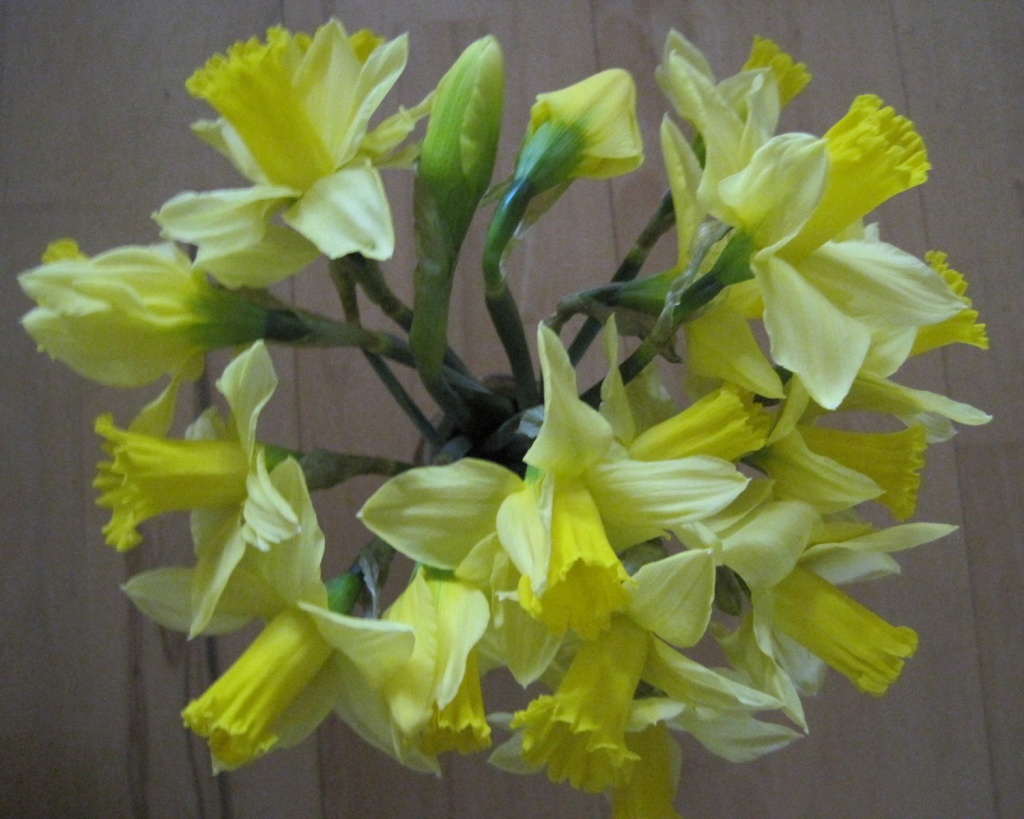 'A host of golden daffodils' by quietpurplehaze