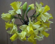 5th Feb 2012 - 'A host of golden daffodils'