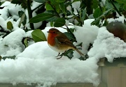 5th Feb 2012 - Robin