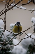5th Feb 2012 - Angry bird