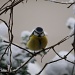 Angry bird by peadar