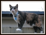 3rd Feb 2012 - The Neighbour's Cat