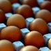 Eggstraordinary by eleanor