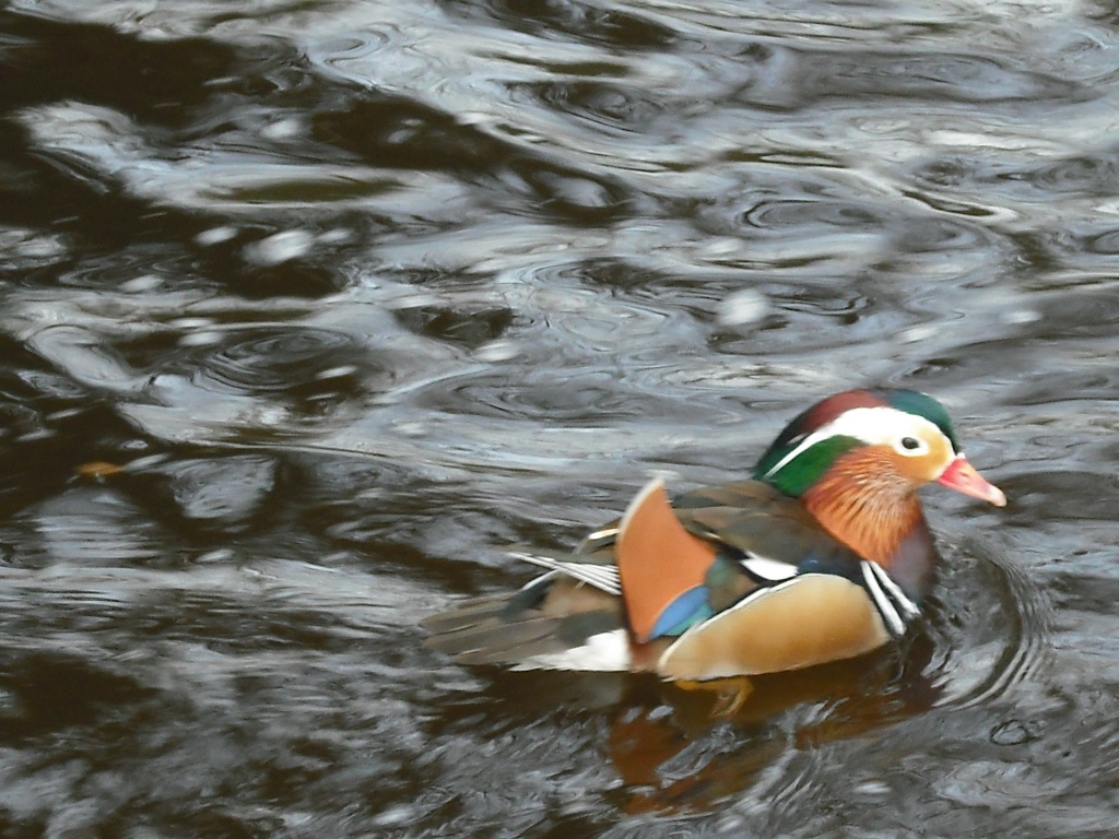Feb 5th Mandarin duck on canal by jennymdennis