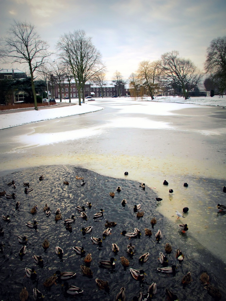 All the ducks by halkia
