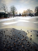 5th Feb 2012 - All the ducks