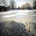All the ducks by halkia