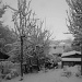 Midnight Snow Scene (B&W) by netkonnexion