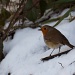 Robin In The Snow by natsnell