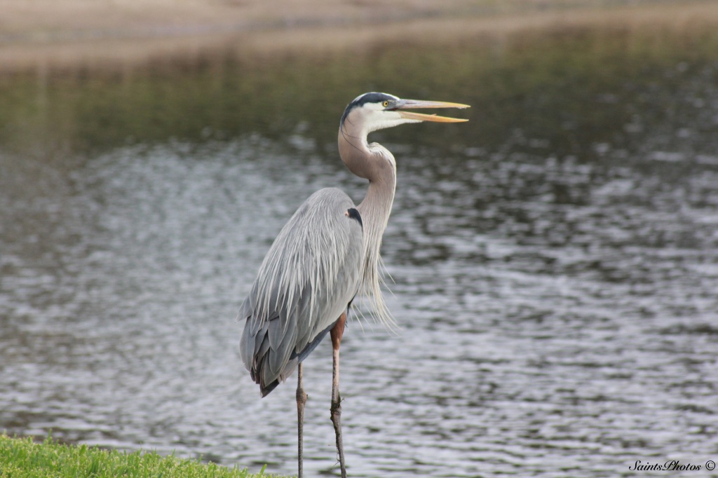 Another Blue Heron by stcyr1up