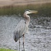 Another Blue Heron by stcyr1up