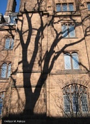 5th Feb 2012 - Ivy League Shadows