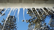 5th Feb 2012 - icicles 