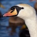 Mute Swan by natsnell
