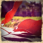 5th Feb 2012 - Leaf