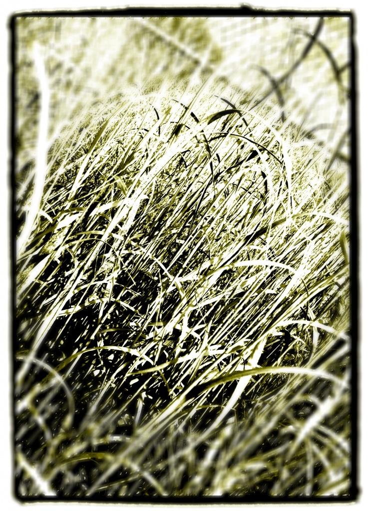 Grasses by kdrinkie