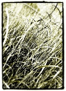 5th Feb 2012 - Grasses