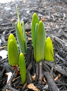 2nd Feb 2012 - First signs of Spring