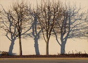 5th Feb 2012 - Two trees Three Shadows