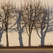 Two trees Three Shadows by skipt07