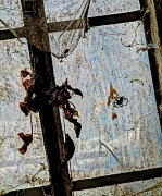 6th Feb 2012 - the cellar window