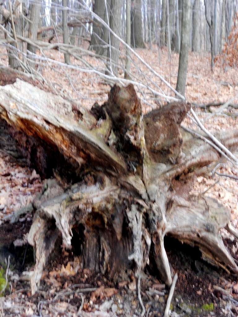 Tree Roots by yentlski