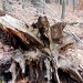 Tree Roots by yentlski