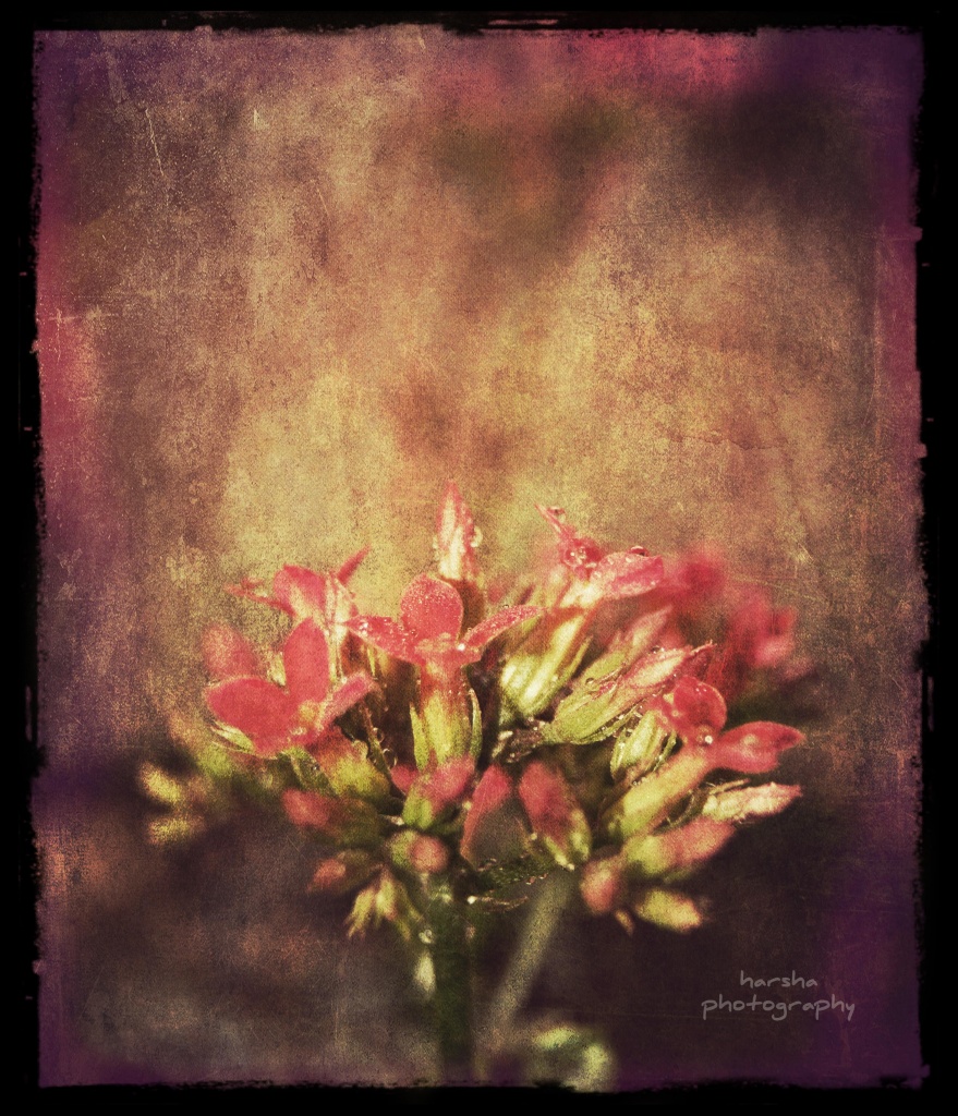 Flowers by harsha
