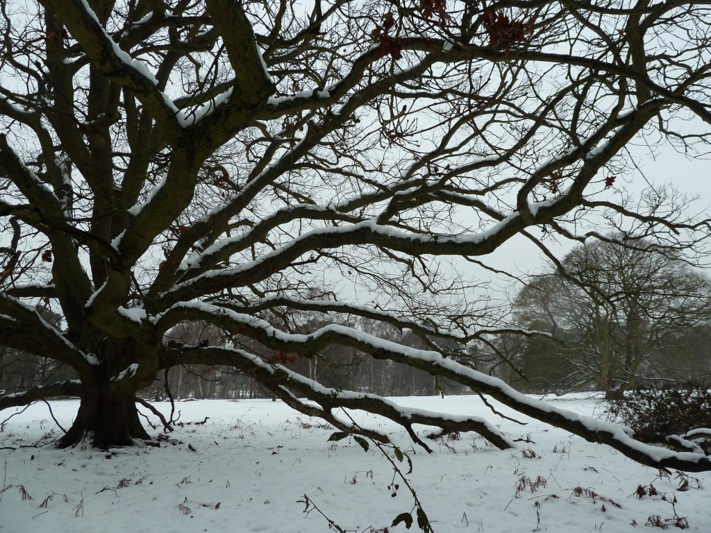 Snowy tree by karendalling