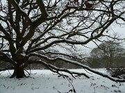 7th Feb 2012 - Snowy tree