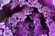 6th Feb 2012 - Cabbage-like