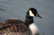 6th Feb 2012 - Canada Goose