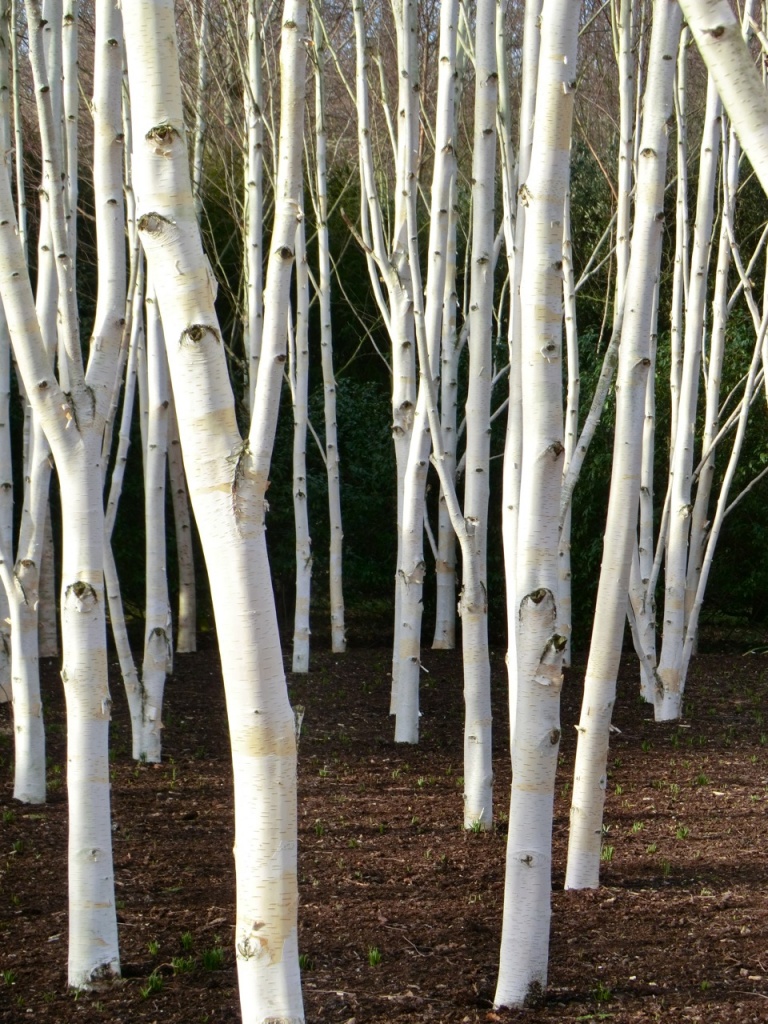 Birches by helenmoss