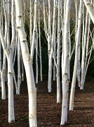 12th Jan 2012 - Birches