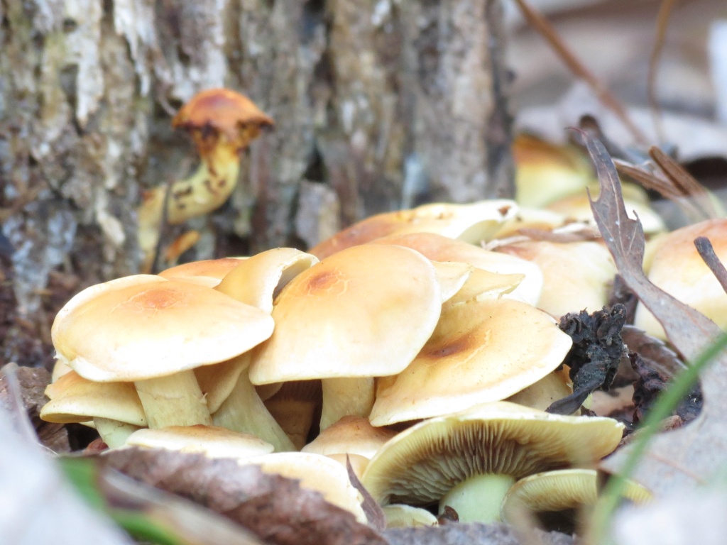 Mushroom Crop by grammyn