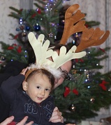 17th Dec 2011 - Two reindeers