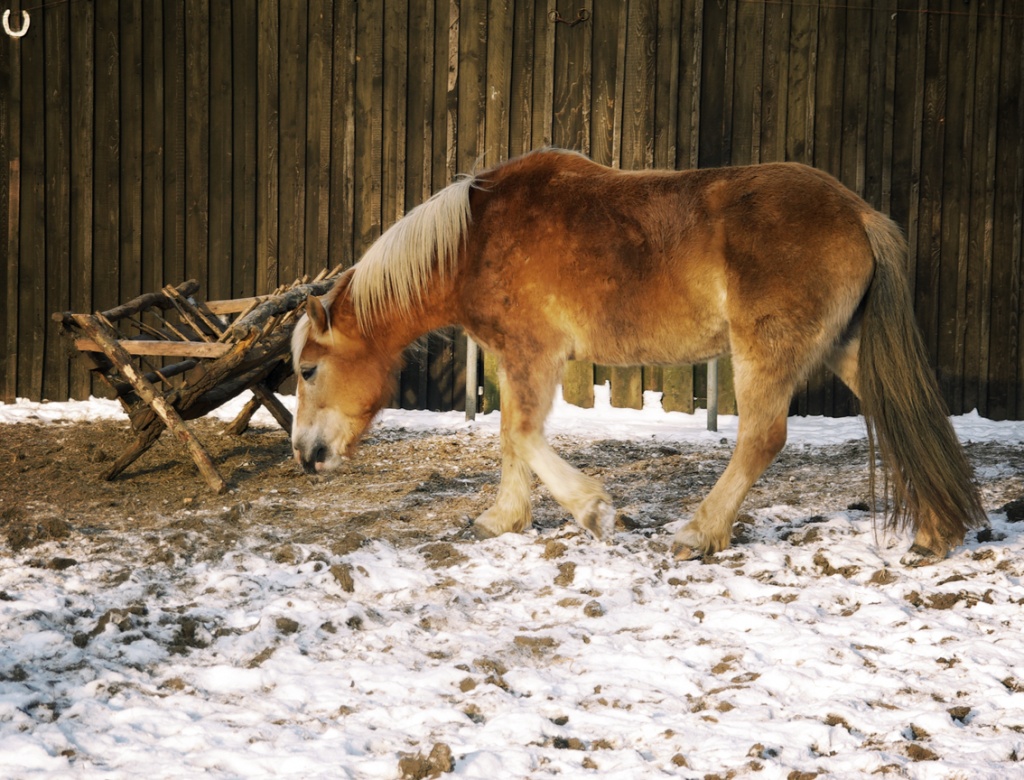 horsey by iiwi