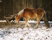 7th Feb 2012 - horsey