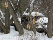 7th Feb 2012 - Tree Locked