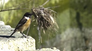 7th Feb 2012 - CHADWICK LAKES (7) – Birds