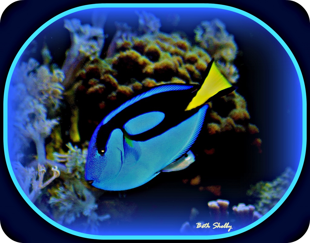 Blue Fish by vernabeth