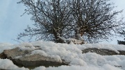 7th Feb 2012 - Winter Snow