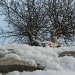 Winter Snow by tonygig
