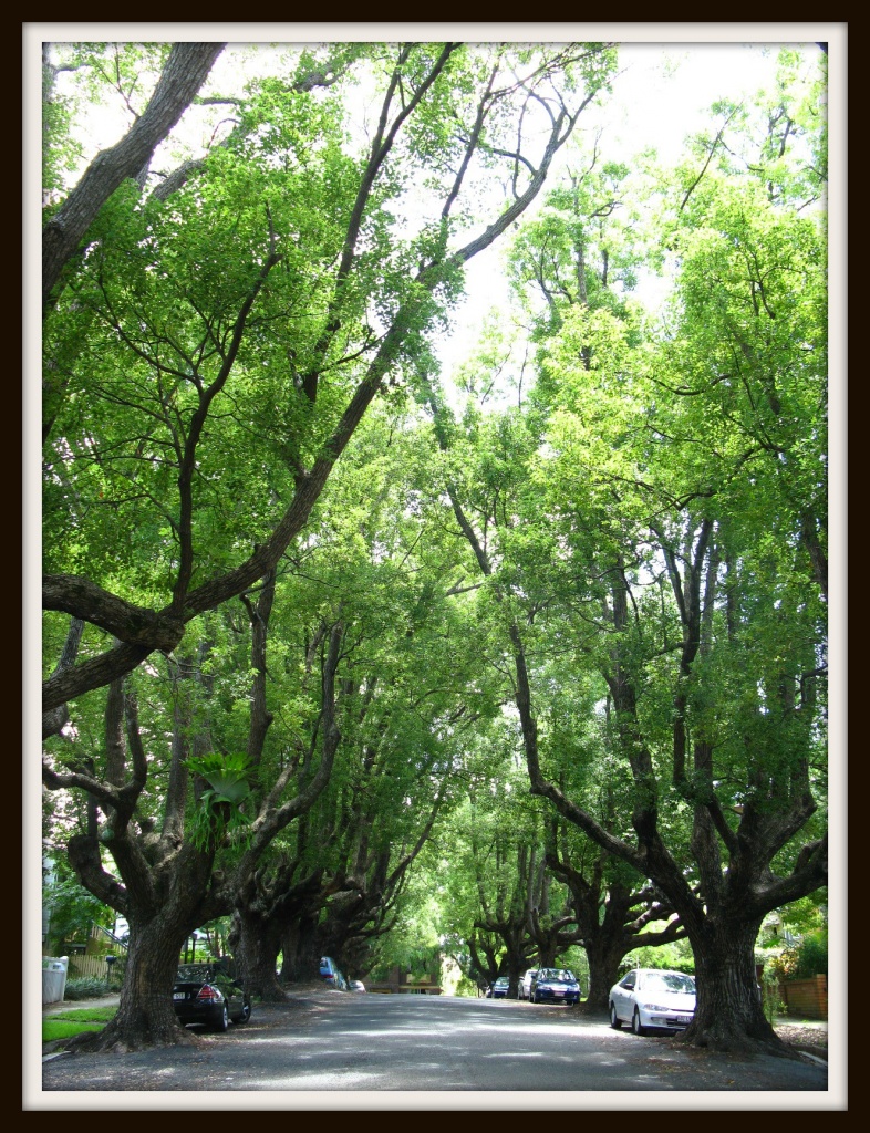 Avenue of Camphor Laurel Trees by loey5150